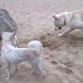 con tu primita pelusa en la playa, escondiendo el palo