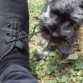 MOON JUGANDO CON LOS CORDONES DE MIS TENIS! MI BEBE TODA CACHORRITA LINDA!!!!