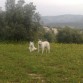 De paseo por el campo.