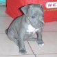 mi kachorra pitbull blue nose , hermosa