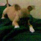 jugando en la cama jiji