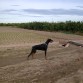 Posando en el campo