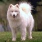 este es lobo un samoyedo de 4 años