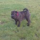 sandy con 3meses y medio