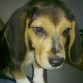 SE VENDE PERRITA  BEAGLE  2 meses!!   $200,000  NEGOCIABLES..... O  SE CAMBIA :)