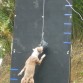 Muro de escalar para perros - SPEED JUMP