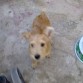 asi esta de bonito despues de 8 meses conmigo. Ahora es mi algria y mis disgustos por que es un poquitin revelde!!... jj