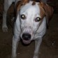 que lindo se mira mi pumbito ahi.todo un perro.el mejor,el unico,el inigualable PUMBA.
