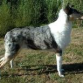 collie de pelo corto alequin gris