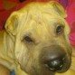 mi gordooooooooooo