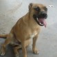 CRUZA DE LABRADOR Y BOXER OBEDIENTE