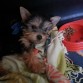  Mi angus Descansado!!