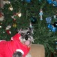 EN LA CASA JUNTO AL ARBOL 