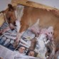 linda y sus cachorros