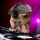 este perro es muy bonito como dj de una fiesta.