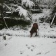 nevando a perrita