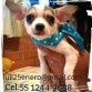Un cachorro súper juguetón 