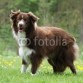 border collie marron
