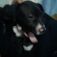 sam