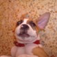 Gremlin