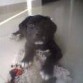 es un labrador retrive, le gusta mucho jugar y a pesar de su corta edad, ya comprende muy bien lo que esta mal hecho y los premios.