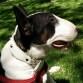 Duque es un Bull Terrier de 5 años muy bien educado. Nunca ha tenido problemas con otros animales y le encantan los niños. Tengo mucha suerte de tener un perro tan estupendo.