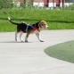 primer paseo