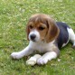 quien dijo que los beagle no fruncen el ceño?