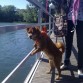SOY LOLO TENGO CASI 12 AÑOS ESTOY TODAVIA HECHO UN CHAVAL ME GUSTA MUCHO SALIR A LA CALLE Y HECHARME GRANDES SIESTAS EN EL SOFÁ Y NO ME GUSTA ESTAR CON THOR ANTES NO LLEVAVAMOS BIEN Y DESDE ACE 3 MESES YA NO ESTAMOS JUNTOS PORQUE NOS LLEVAMOS MAL. PERO SOY MUY BUENO Y CARIÑOSO... UN SALUDO LOLILLO
