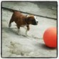 jugando con su pelota