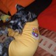HINCHA DEL MEJOR EQUIPO DE FUTBOL DEL ECUADOR - BARCELONA