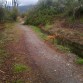 de paseo por el bosque