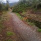 de paseo por el bosque