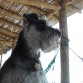 JAMBELI - NOVIEMBRE 17 DEL 2012