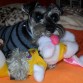 CON SUS PELUCHES