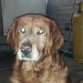 Marshall , Mi hermozo perro siempre lo recordare :(