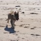 Disfrutando corriendo en la playa.