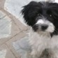 Ella es mi perrita candela tiene 2 años... (L)
