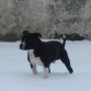 COCO JUGANDO EN LA NIEVE