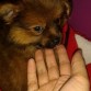 TRES MESES