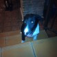 este es mi bull terrier de 3 mese jorge