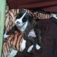 Con su mantita preferida, como ella! del tigre :D