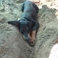 Este es el primer dia de playa de Luma..tenia 3 meses.lo disfruto mucho pero quedo muy cansada..por eso se hizo una cucha en la arena