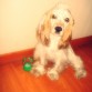 Nico es un cocker de raza blanco con manchas marrones ya tiene 1AÑO (: