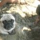 es un perro muy cariñoso y noble ahi estaba enterrado en la arena