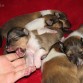 Cachorros 11 días, Fecha de nacimiento 30.09.2012. 
Padre: GOLDEN LIPPY vom Rhododendronwaldchen
madre:HOSSA Actis