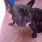 sacando la lengua