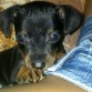 Mi amor!! Mi perro cuando tenia 3 meses!!! 