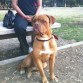Chato en el parque