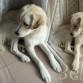 Aun tiene esa cara de cachorra y ya con casi los 10 meses de edad
